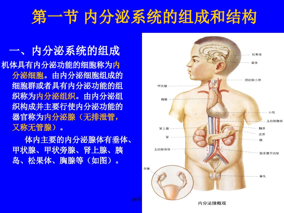 内分泌系统的结构与功能ppt课件