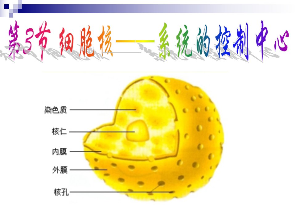 3.3细胞核(公开课)