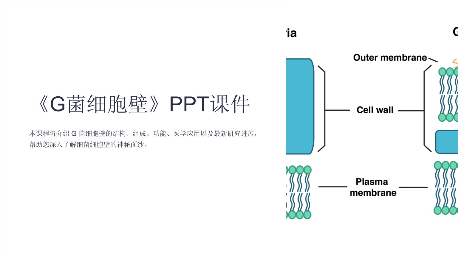 《G菌细胞壁》课件