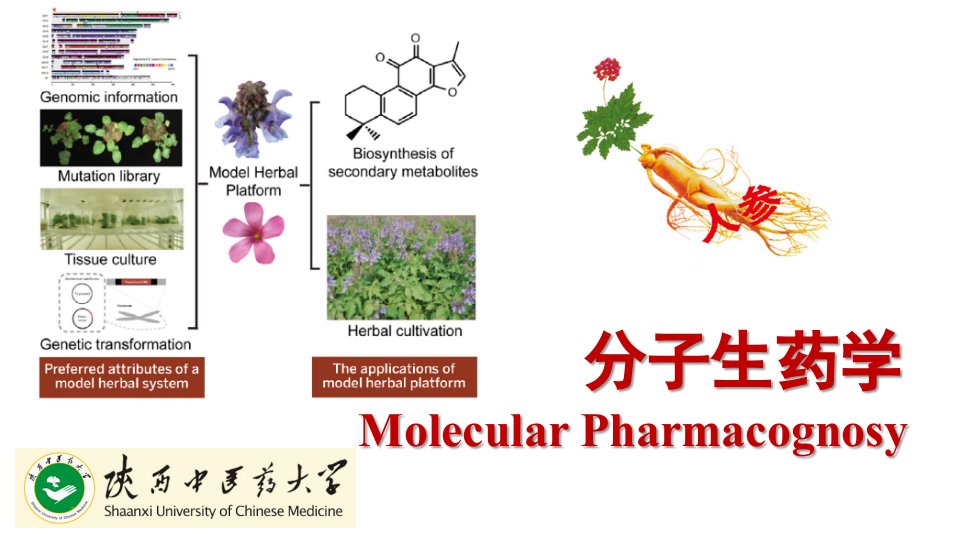 分子生药学PPT