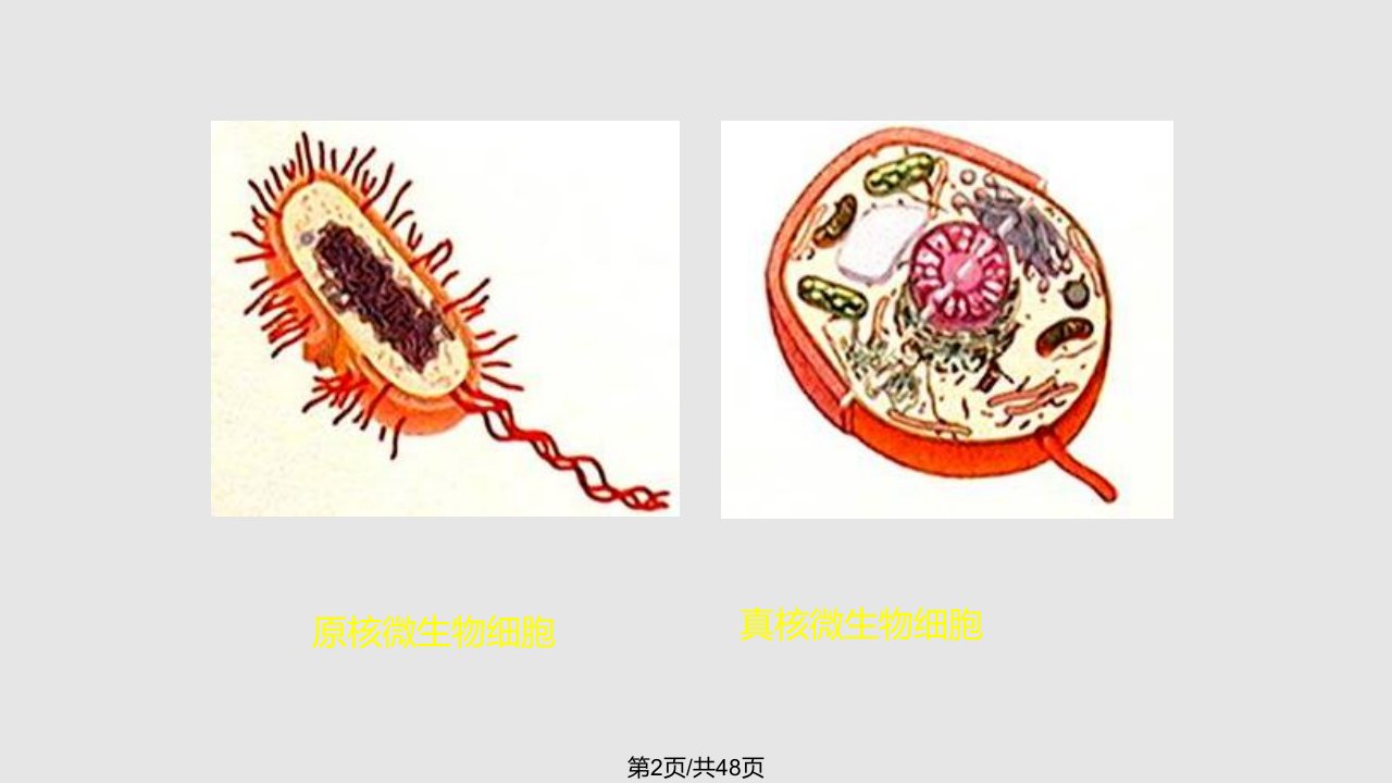 真核微生物形态与构造