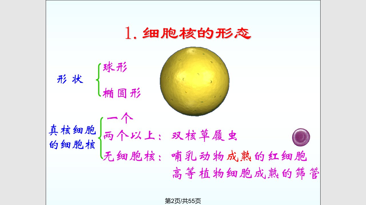 细胞核和细胞器上课