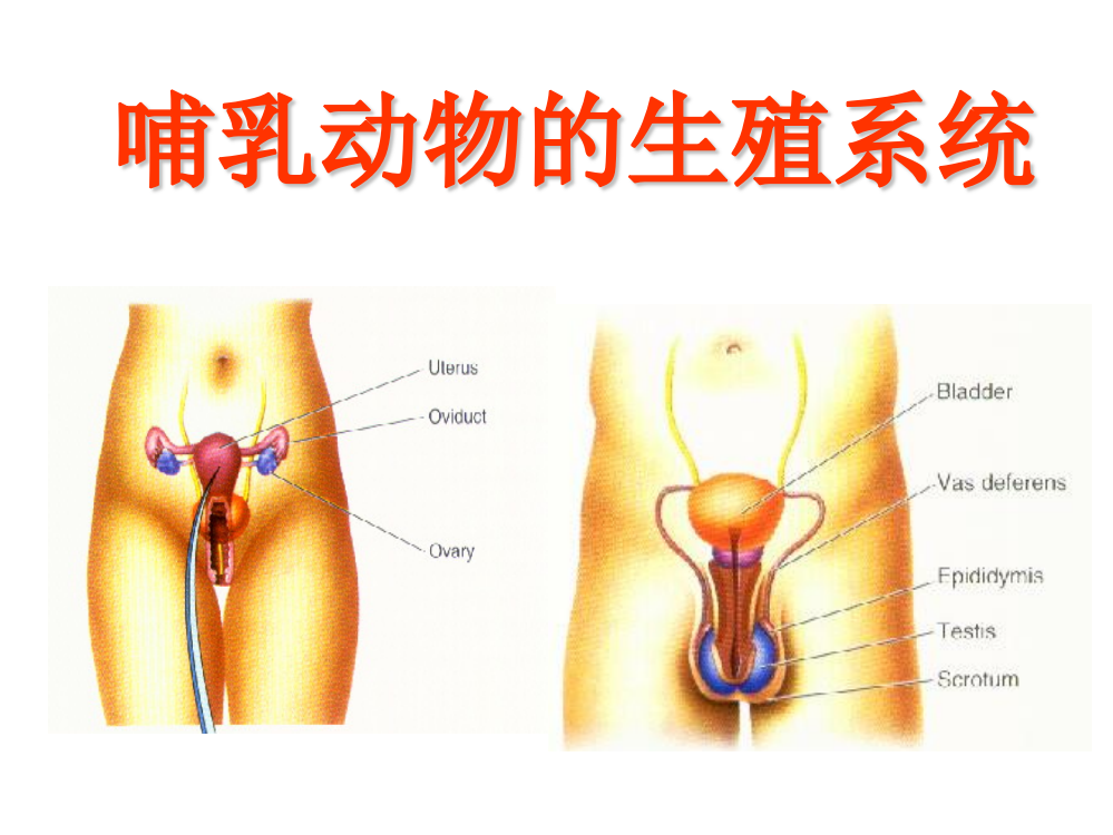 发育生物学哺乳动物的生殖系统ppt课件