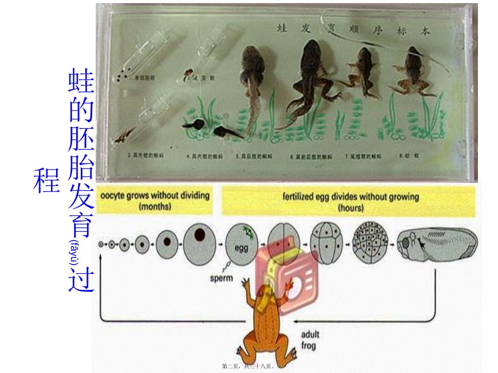 医学专题第十五章细胞分化与胚胎发育概况