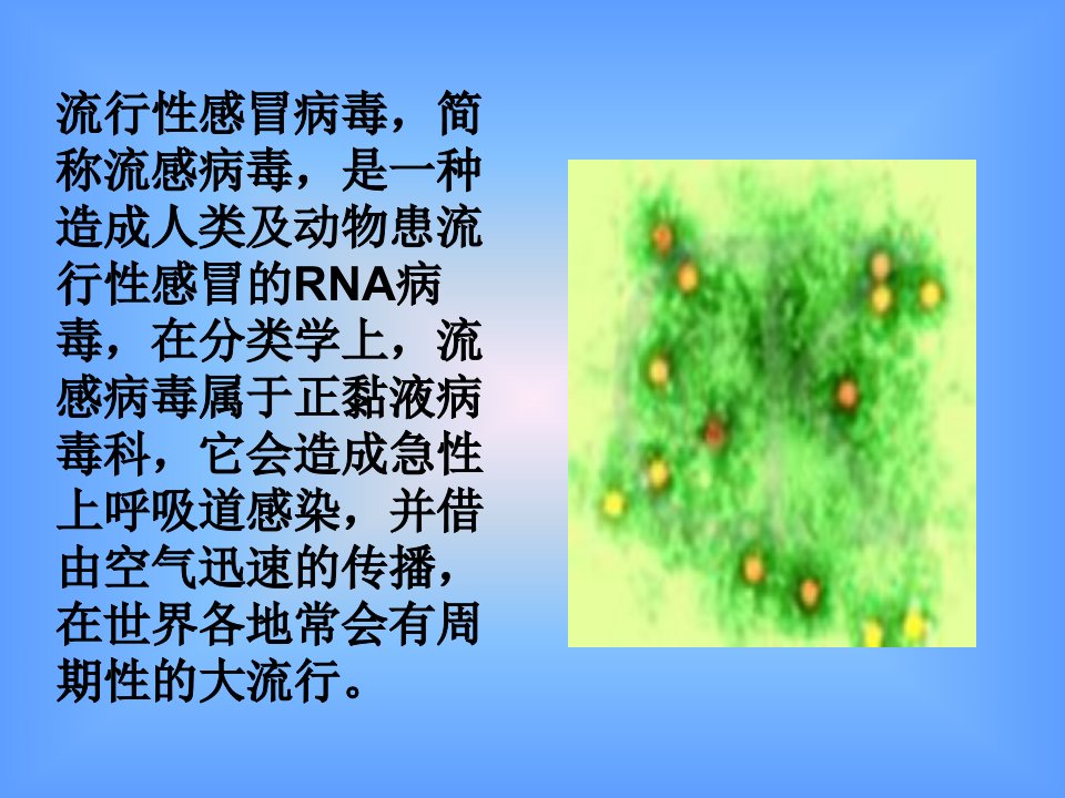 甲型流感病毒