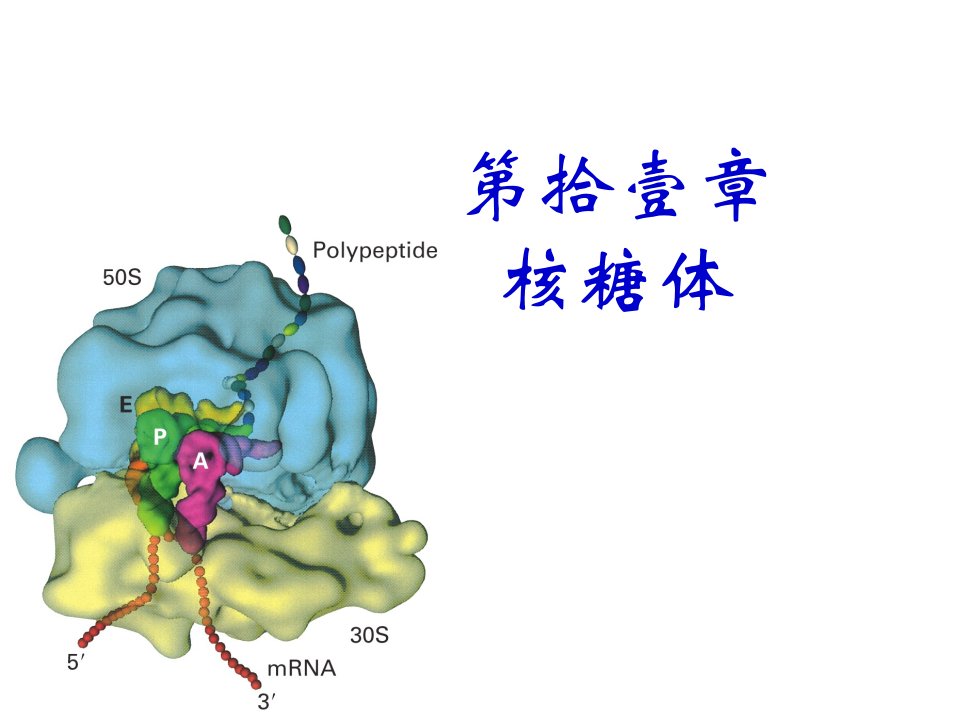 核糖体ribosome