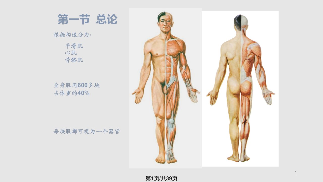 人体解剖学运动系统骨骼肌PPT课件