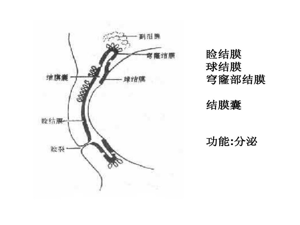 结膜炎病人护理共28页课件