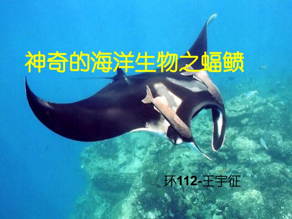 神奇的海洋生物之蝠鲼-课件【PPT讲稿】