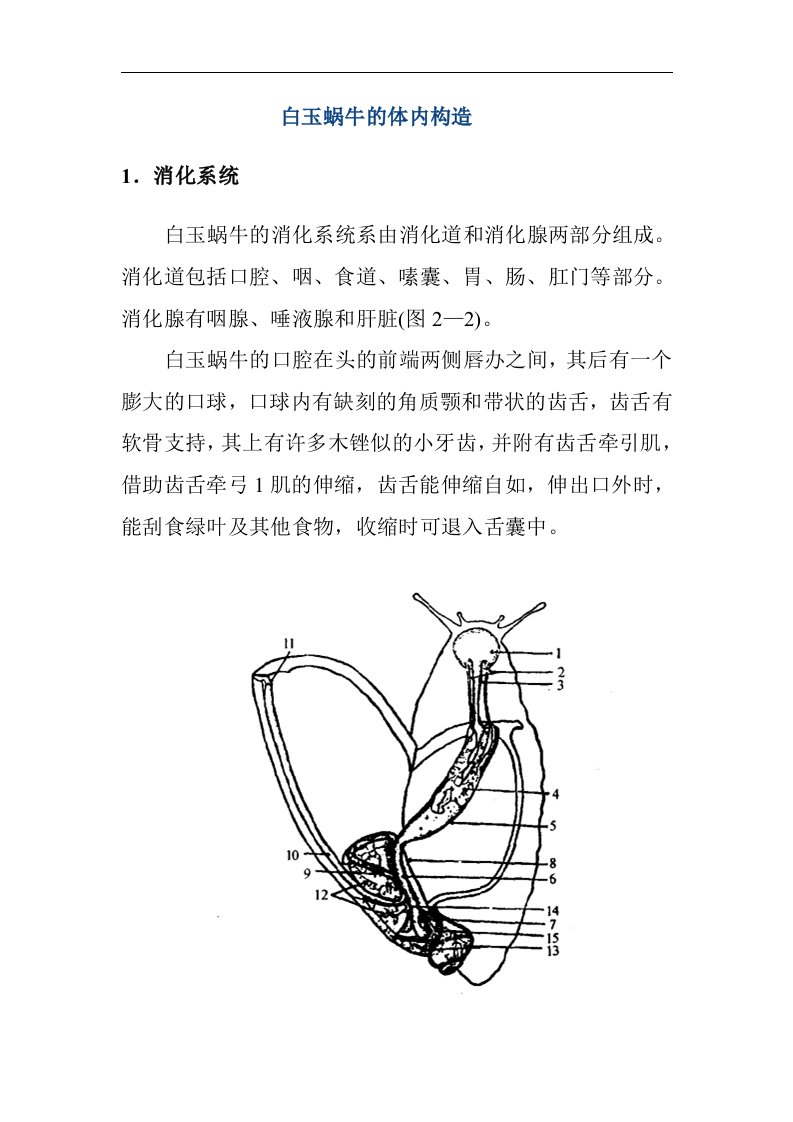 白玉蜗牛的体内构造