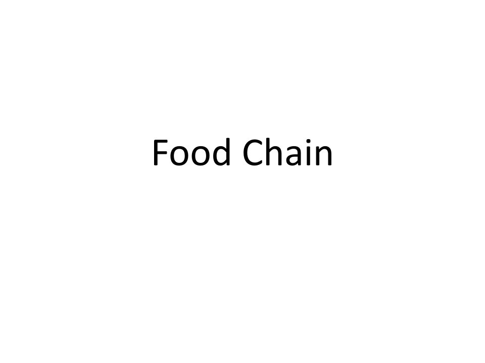 食物链-英文版-Food-chain