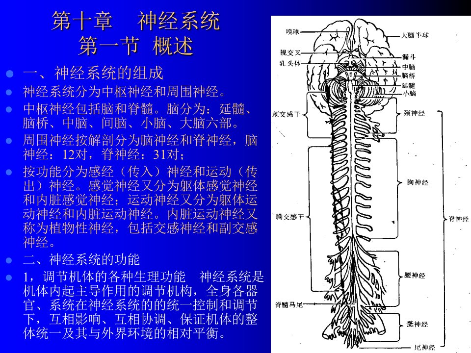 人体组织学与解剖学10神经系统