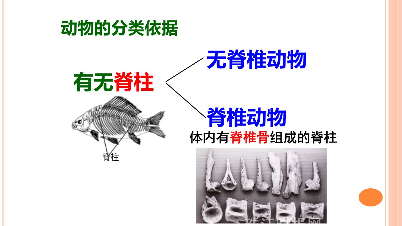 2021届八年级生物二轮复习----无脊椎动物的主要类群复习公开课教学ppt课件