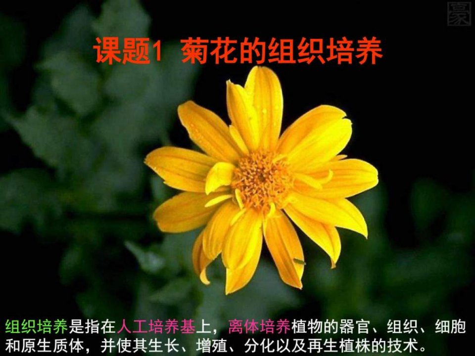 菊花的组织培养_生产经营管理_经管营销_专业资料