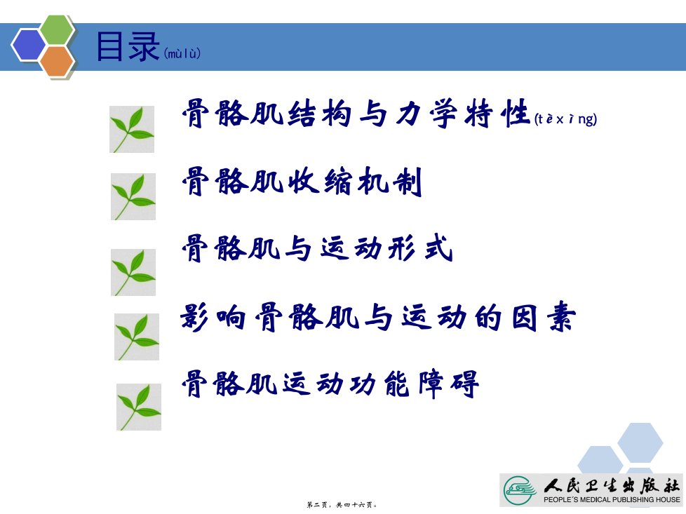 医学专题第四章骨骼肌与运动