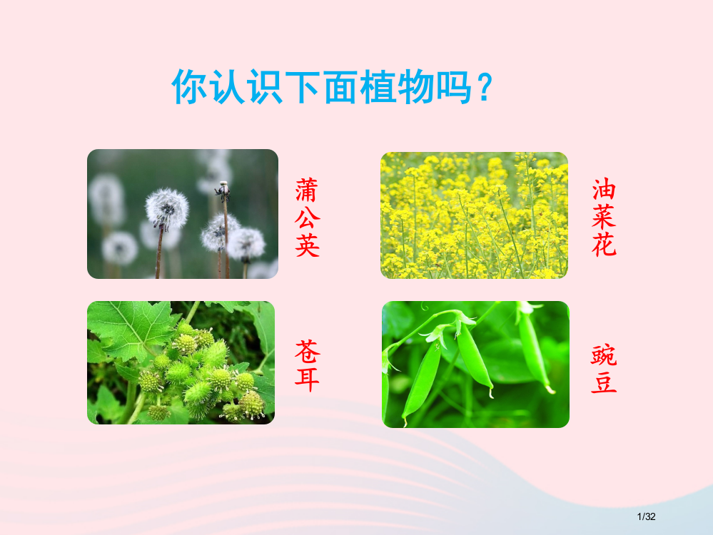 部编人教版二年级语文上册课文13植物妈妈有办法2省公开课金奖全国赛课一等奖微课获奖PPT课件