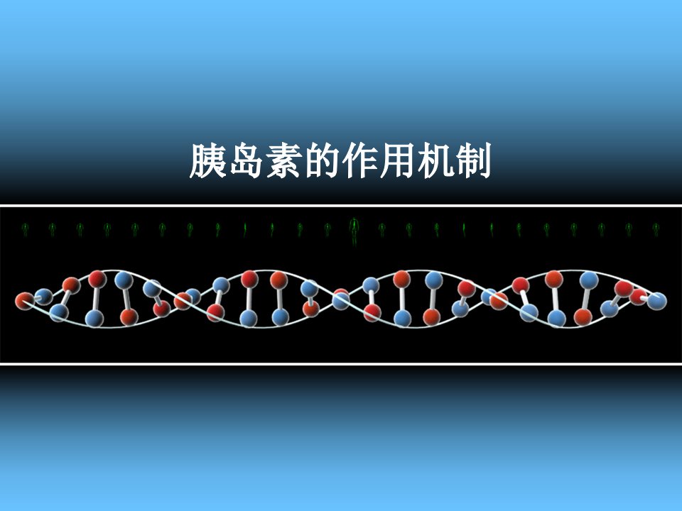 胰岛素作用机制