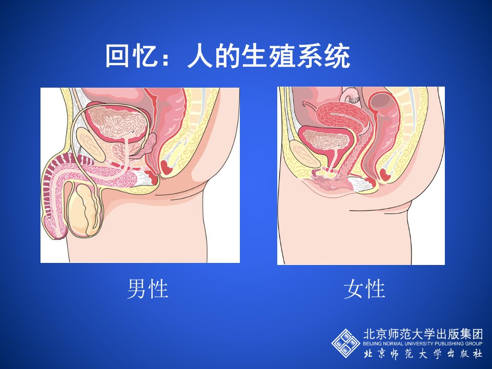 人的生殖和发育（第二课时）