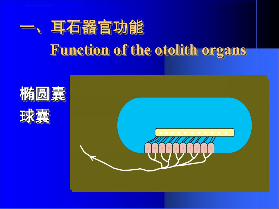 前庭器官功能ppt课件