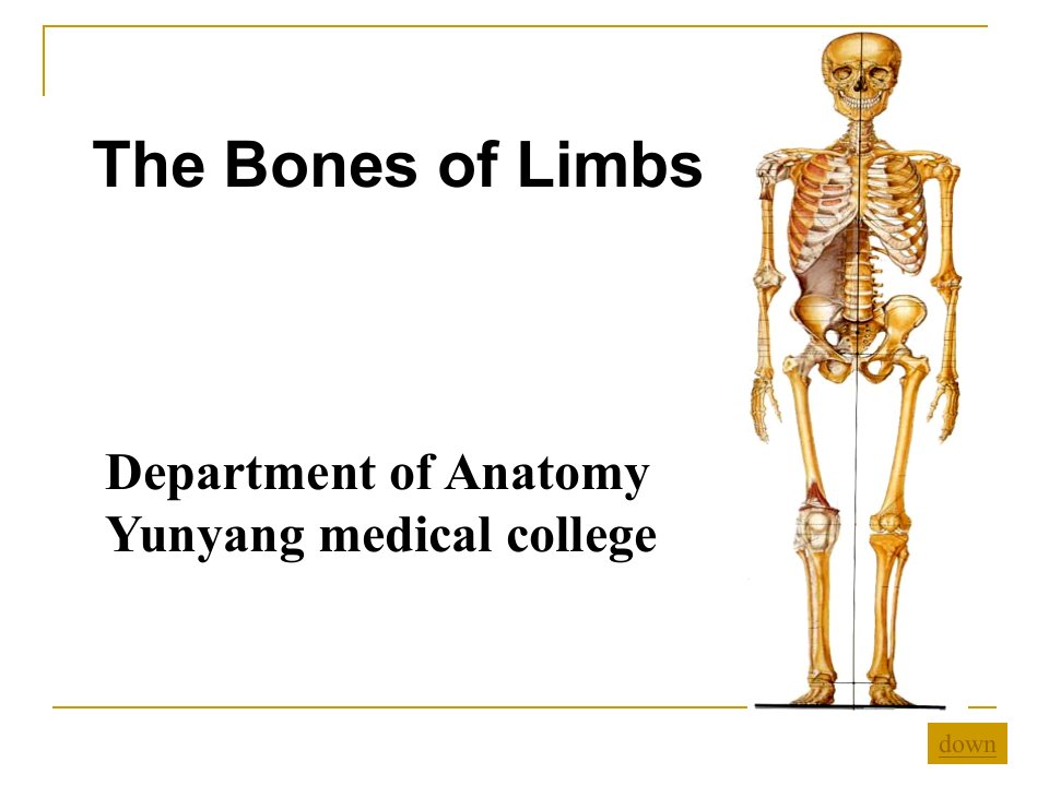 03+the+bones+of+limbs