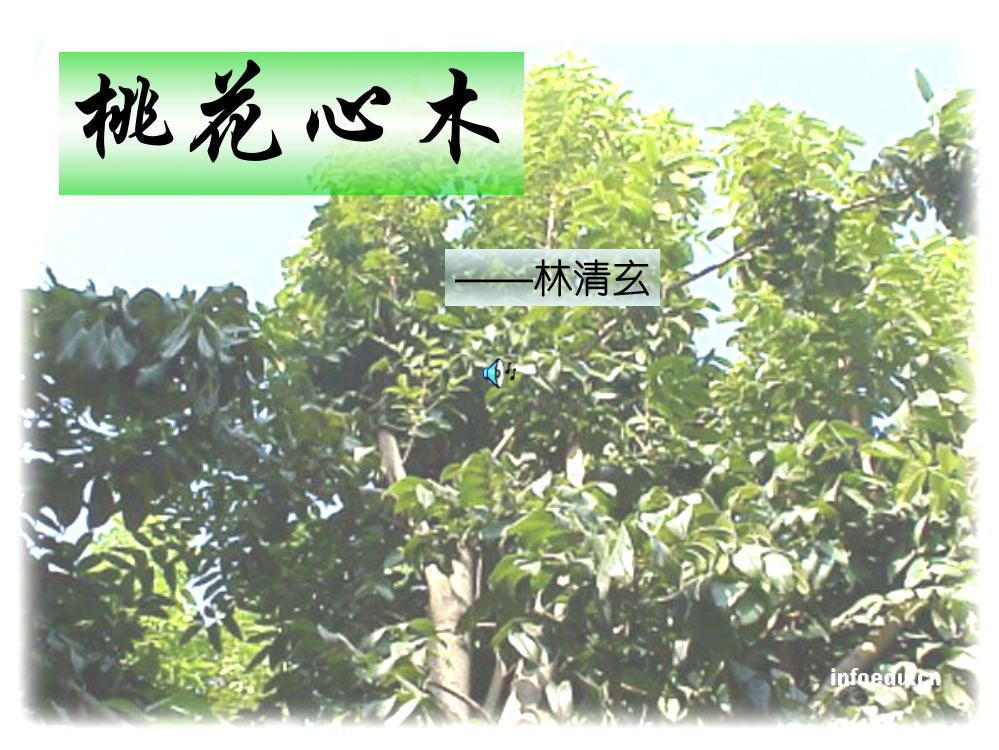 人教版语文六年级下册《桃花心木》课件