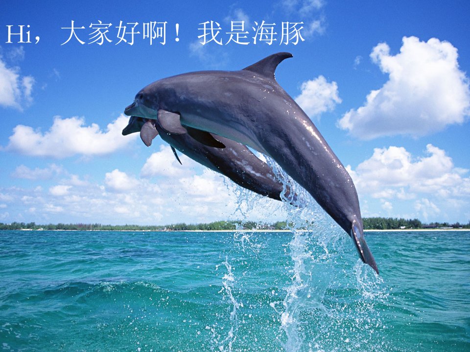 生物海豚