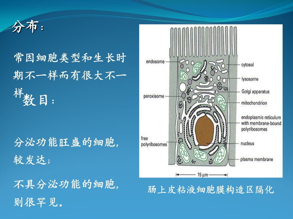 细胞生物学内膜系统结构与功能市公开课一等奖市赛课获奖课件