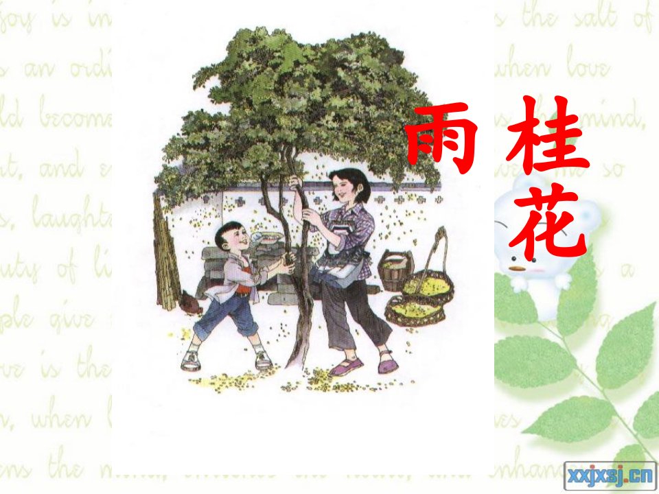 《桂花雨》PPT1