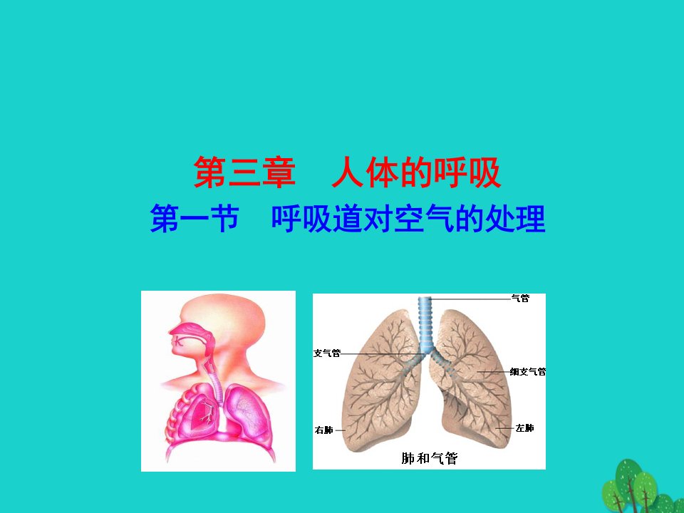 七年级生物下册