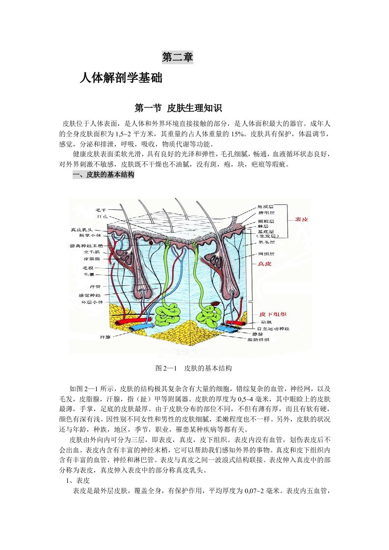 皮肤生理学-word资料（精）