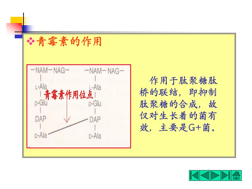 青霉素的作用