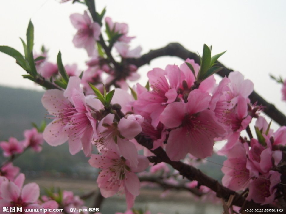 桃子花开溜溜红