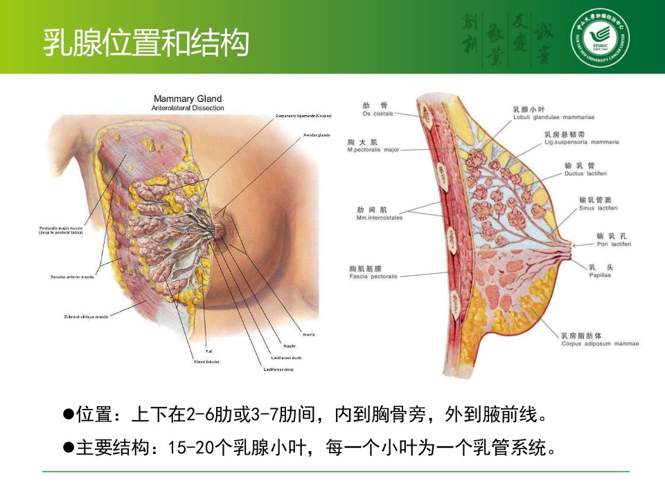 乳腺癌相关解剖和手术技巧体会918刘鹏