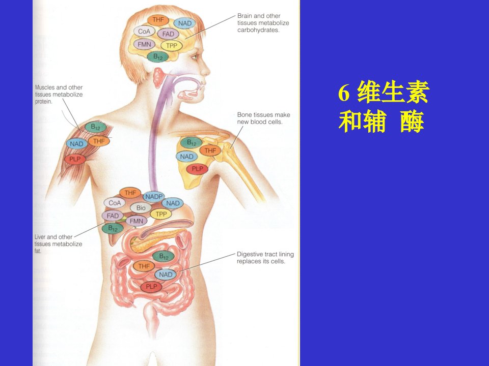 辅酶和维生素幻灯片