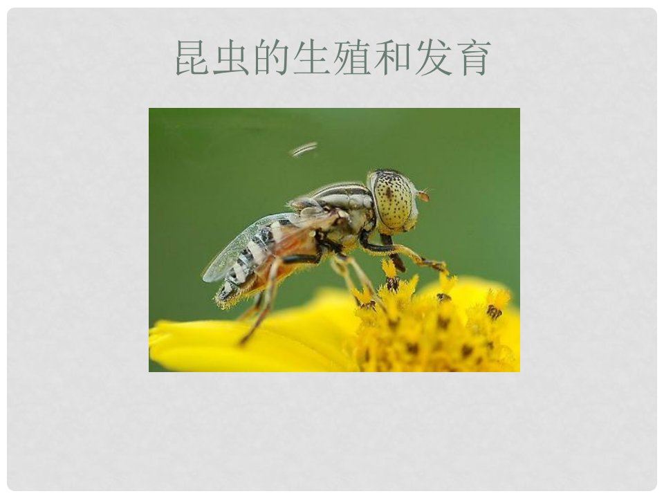 福建省古田十一中八年级生物《昆虫的生殖和发育》课件