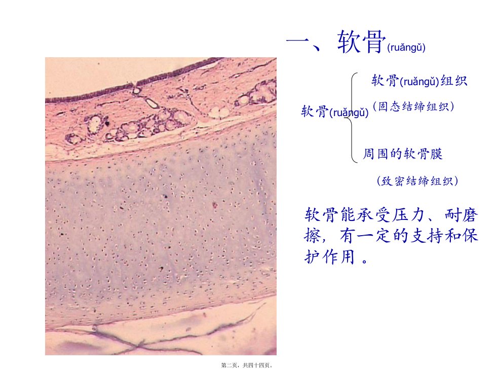 医学专题第三章软骨与骨