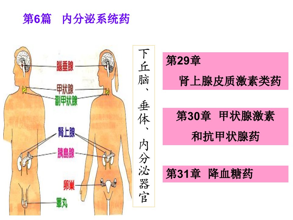 《内分泌系统药物》PPT课件