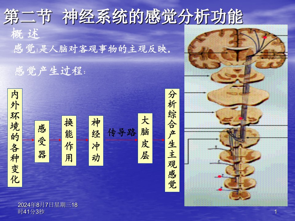 《神经系统感觉运动》PPT课件