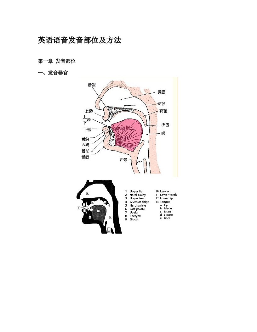 英语语音发音部位及方法