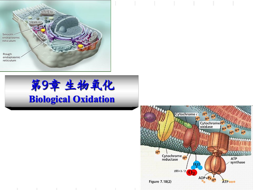 《生物氧化》PPT课件