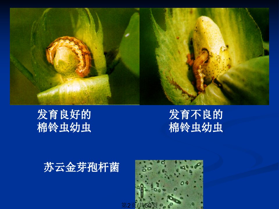 高三生物选三基因工程基本工具