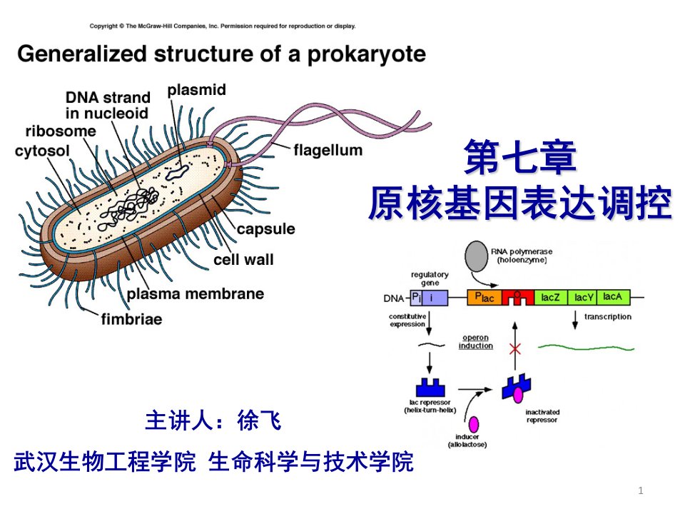 乳糖操纵子ppt课件