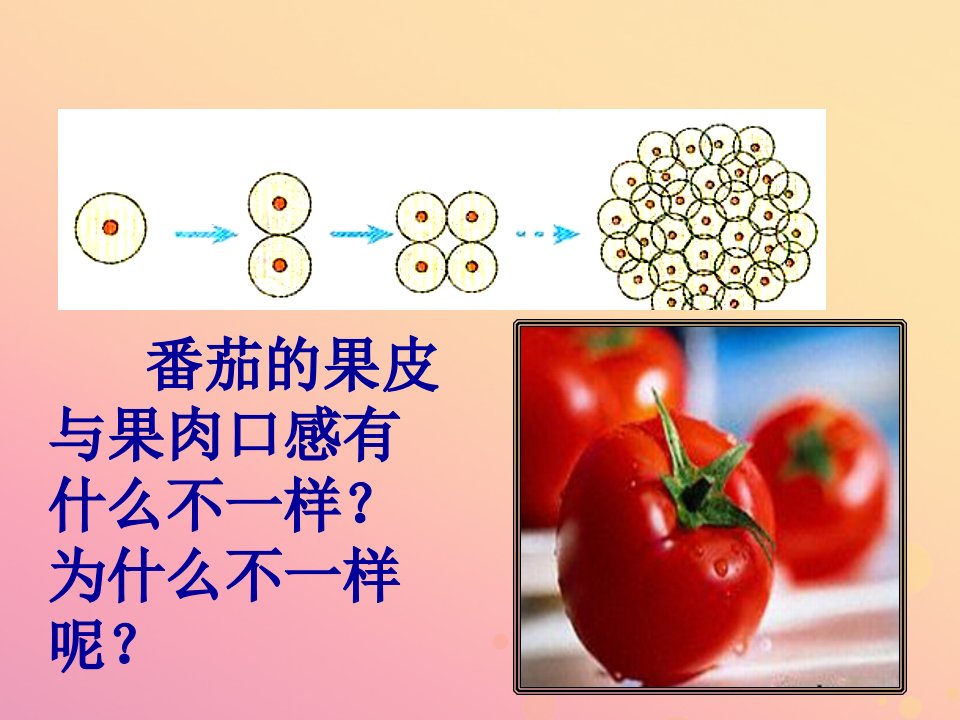 七年级生物上册