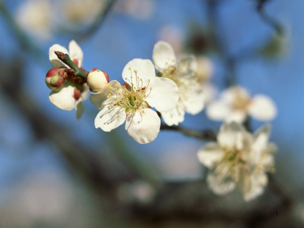 北京版语文一年级上册梅花ppt课件