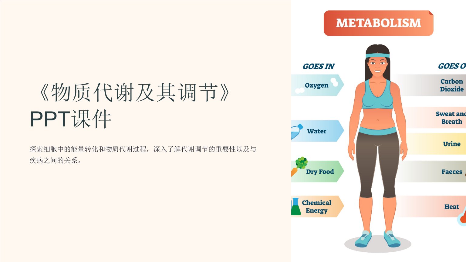 《物质代谢及其调节》课件