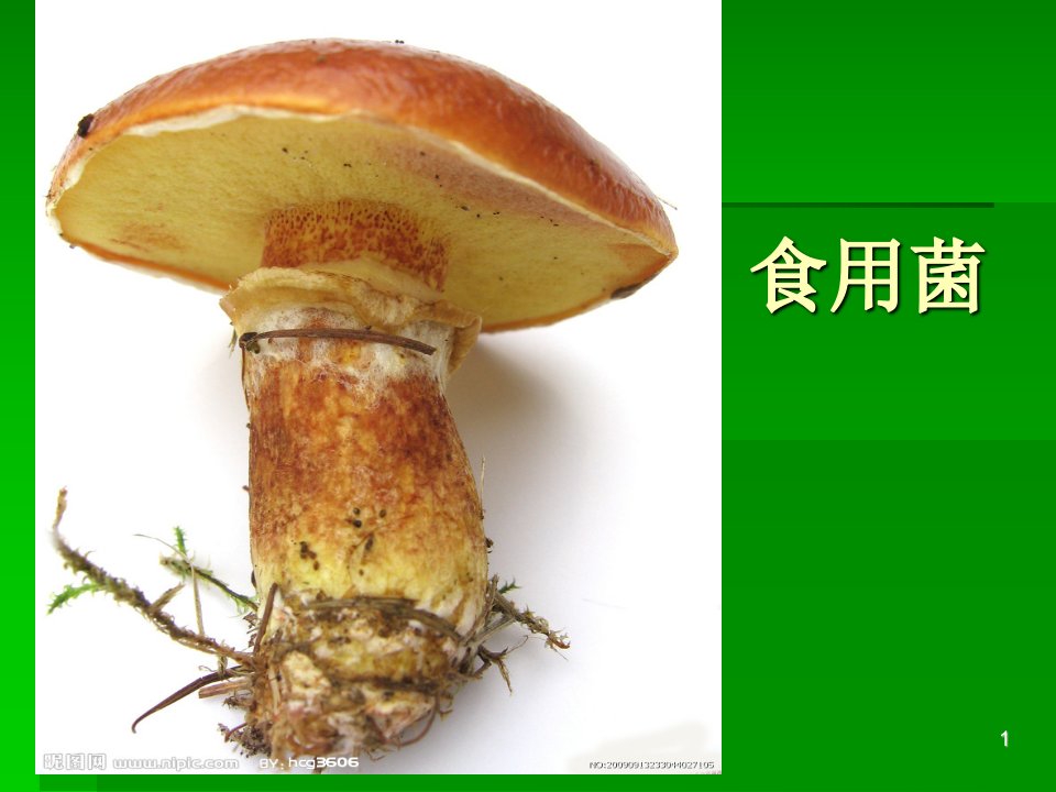 食用菌ppt课件