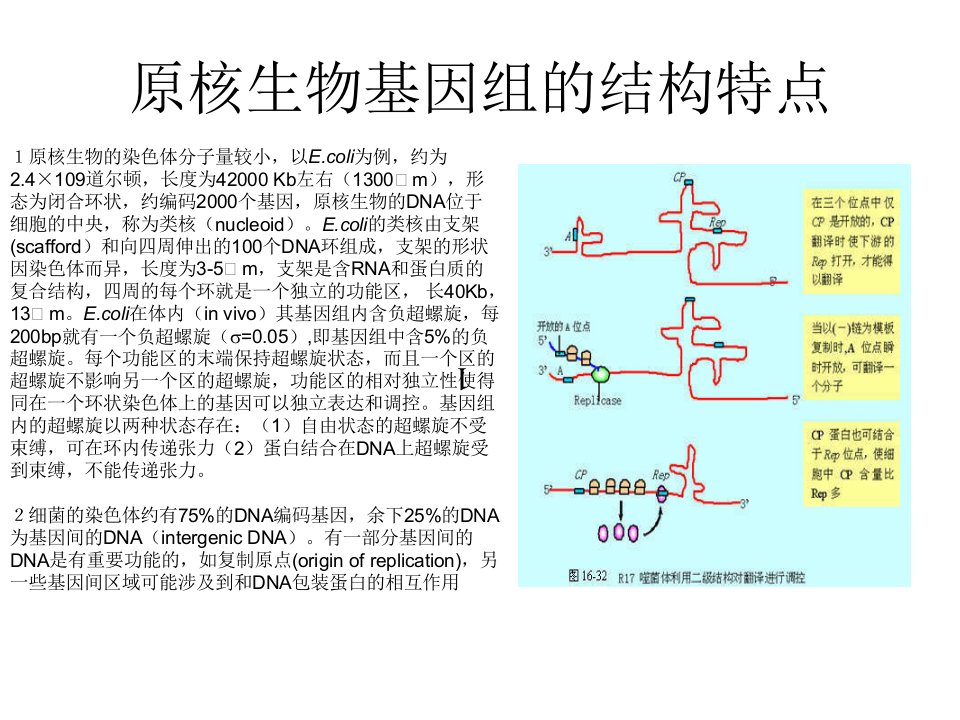 原核生物基因组的结构特点