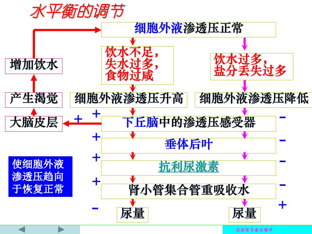 人教版教学课件水,血糖,体温平衡调节