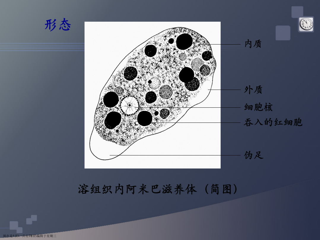 寄生虫实验考图片解说