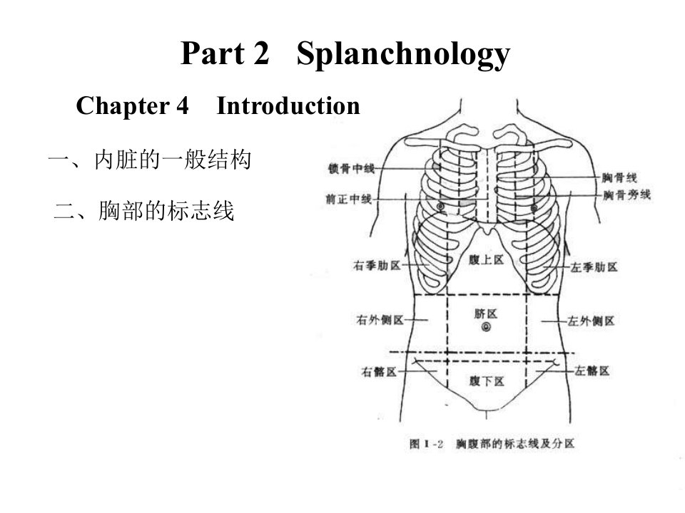 [★生物医学】消化系统解剖学图谱讲解